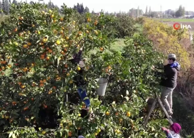 Havran Mandalinası’nda Hasat Başladı